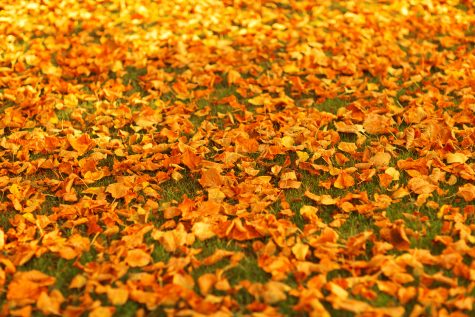 12 uses for fall leaves
