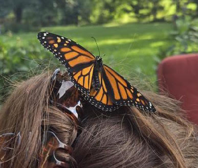 A female monarch raised by the author, hanging out with her for a while. [July 2024] 